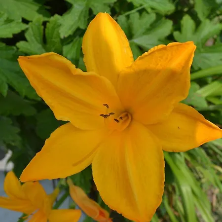 Les Bruyeres 3* Montbron