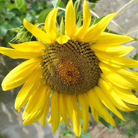Les Bruyeres Panzió Montbron