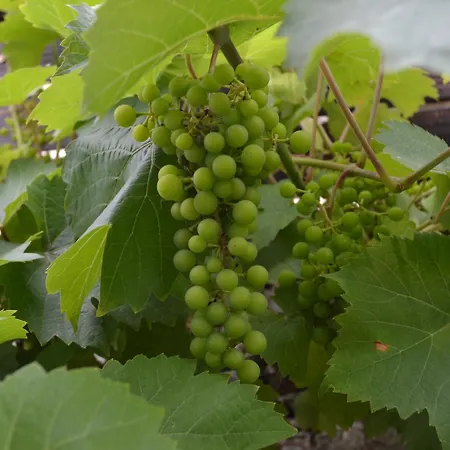 Les Bruyeres Panzió 3*